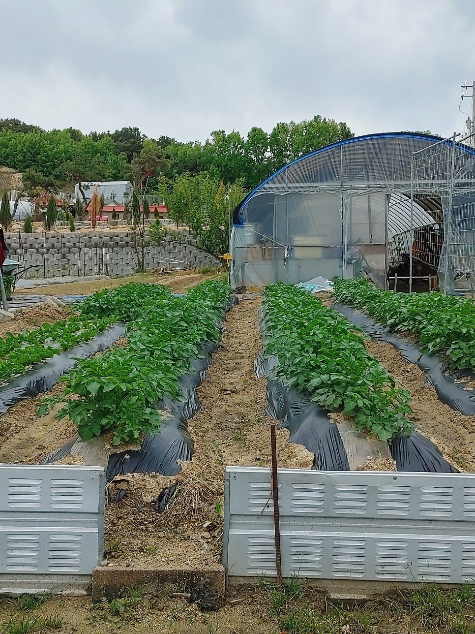 옥천왕족발보쌈 사진 5
