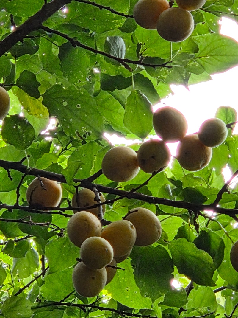 정책지식 2025.7.8. : 네이버 블로그