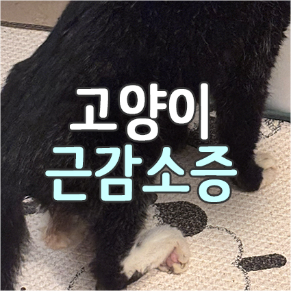  고양이 근위축 치료법과 노묘 근감소증. 고양이 근손실 근육빠짐 근육영양제