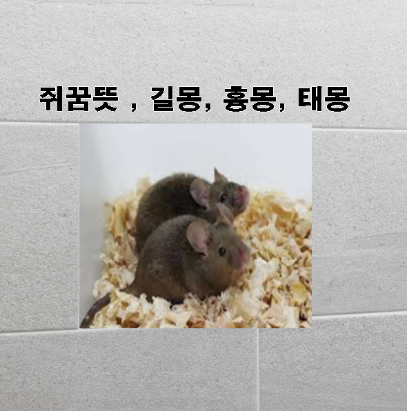 쥐꿈 뜻 쥐꿈길몽 쥐꿈흉몽 쥐꿈태몽 쥐잡는꿈 나오는꿈 알아보기