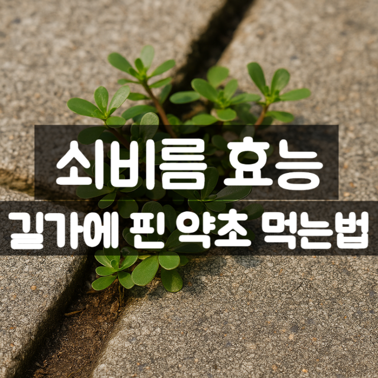  쇠비름 효능 부작용 먹는법 – 길가에 핀 보약