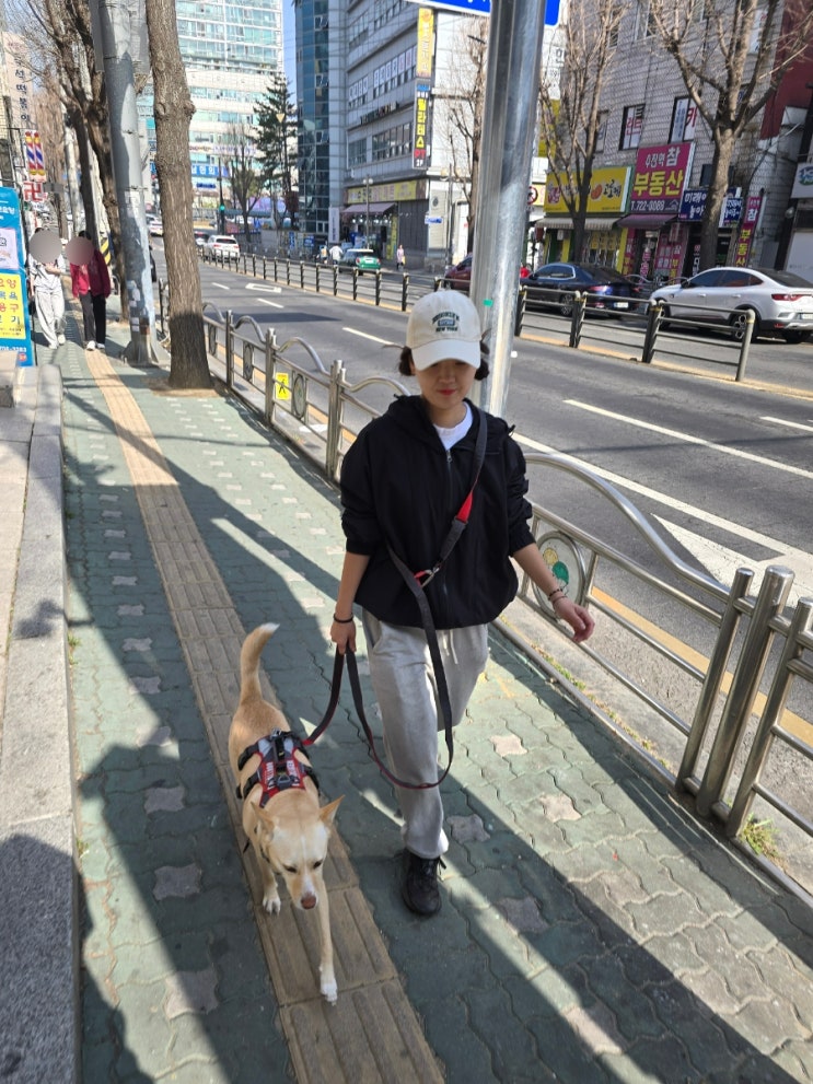  강아지가 가족 중 한 사람만 따르는 이유? 답은 리더십입니다