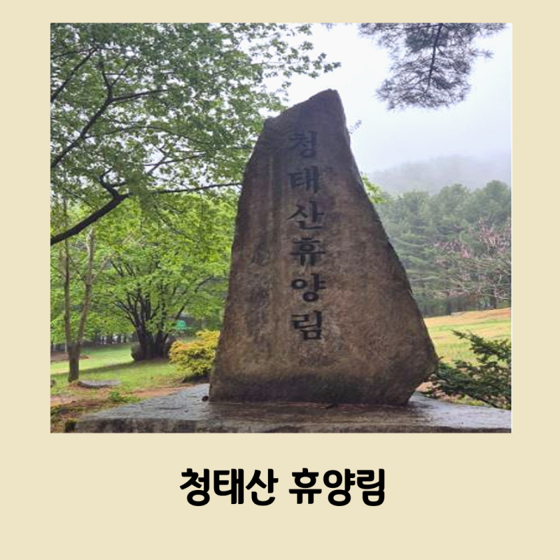 청태산 자연 휴양림 주목 구조 및 부대 시설