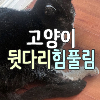  노령 고양이 뒷다리 힘풀림_노묘 뒷다리 휘청거림 무너진 걸음걸이