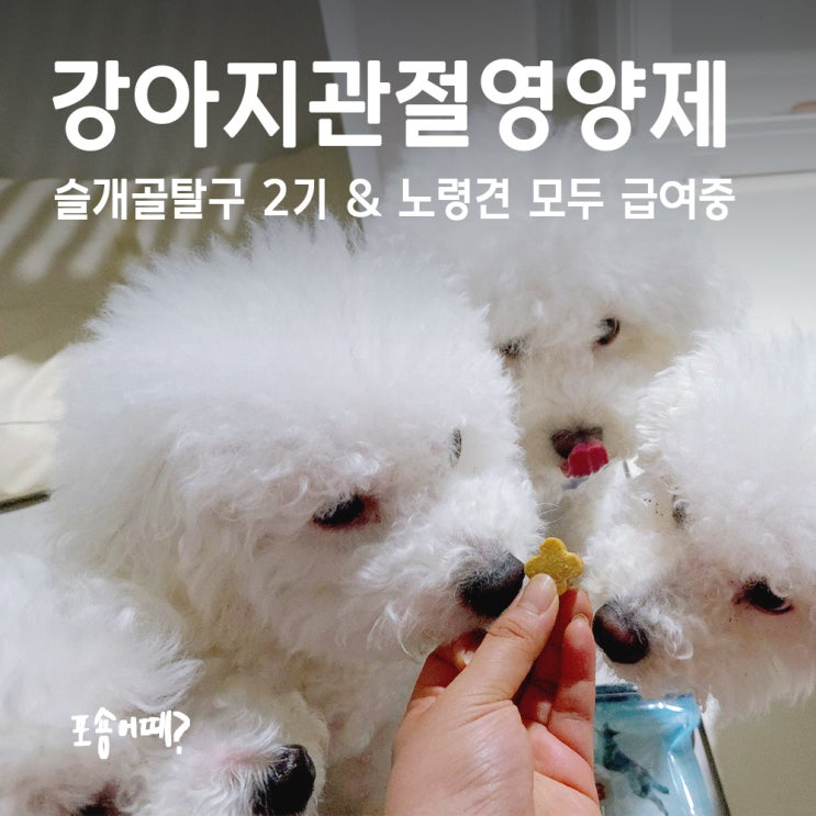  수의사설계 강아지관절영양제, 슬개골탈구 2기 & 노령견 모두 급여중!