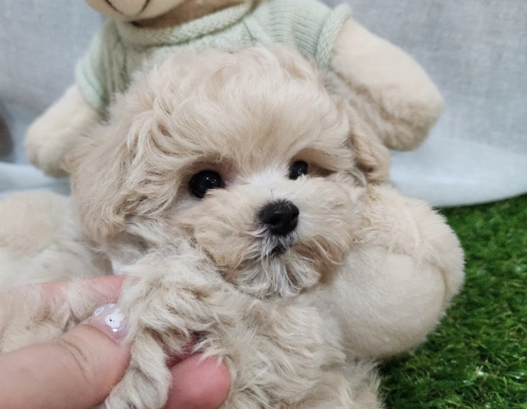  부천강아지분양 전문 아이러브독에서 만난 예쁜 말티푸분양 후기