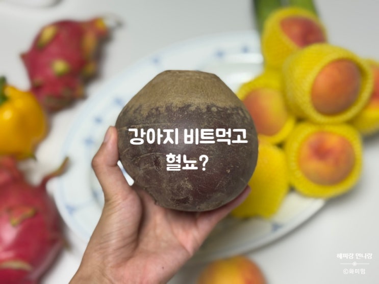  강아지 비트 급여 후 빨간쉬? 혈뇨일까 (사진 첨부)