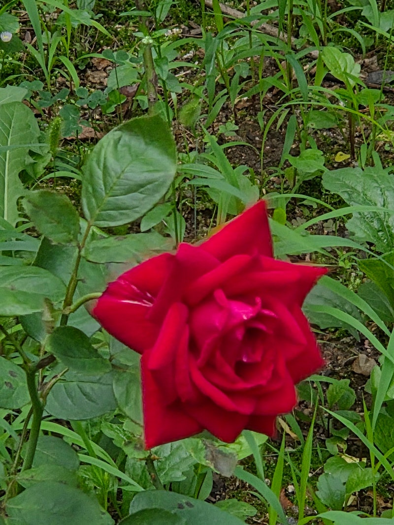 정책지식 2025.7.8. : 네이버 블로그