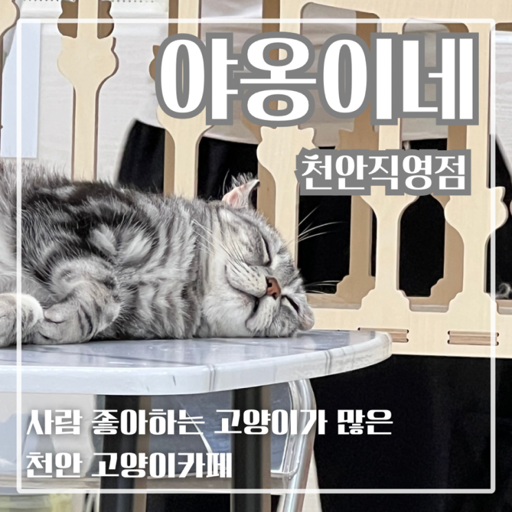  두정동고양이카페 추천 25마리 개냥이가 있는 힐링 천안고양이카페 야옹이네 천안직영점