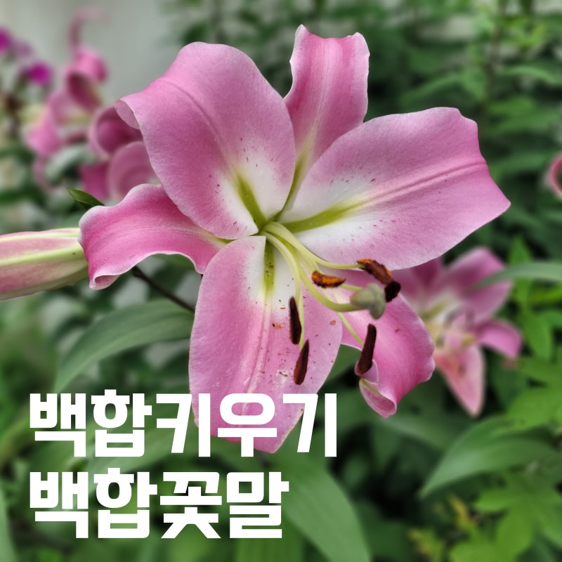 백합꽃이 활짝 피었어요 백합 키우기와 꽃진 후 구근 보관법(꽃말)