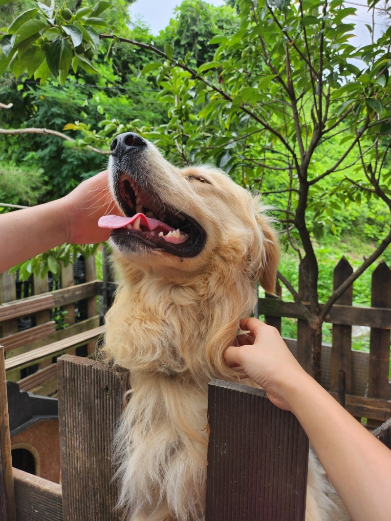 남양주 어화천 셀프 바베큐장 이용후기 +애견동반
