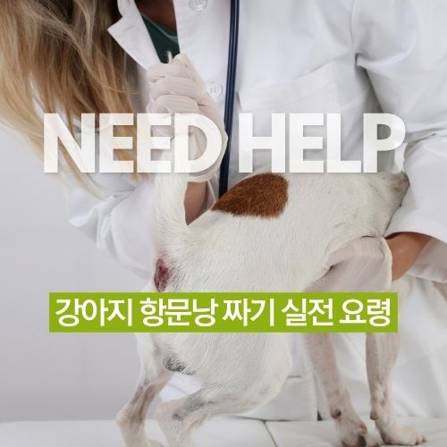  강아지 항문낭 짜기 이렇게만 따라하세요. 실전 요령 대공개!