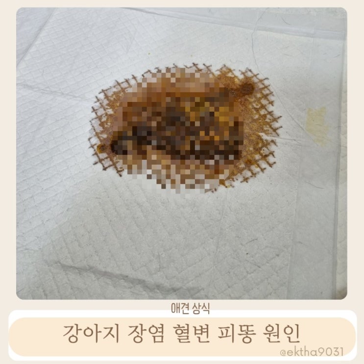  강아지 장염 혈변 피똥 원인 대처법