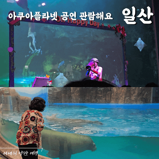 일산 아쿠아플라넷 바다코끼리 인어공주 공연 보러가요