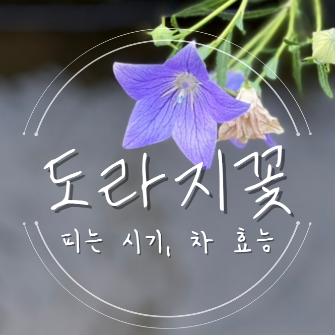  도라지꽃 피는시기 꽃말 : 차 효능