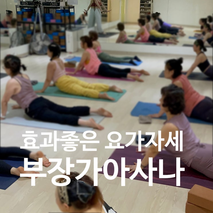  일산요가에서 배우는 부장가아사나 뱀자세