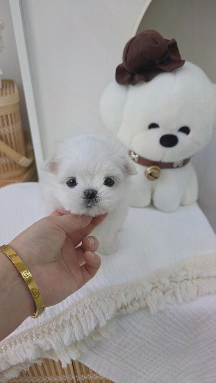  프리미엄 퀄리티로 완벽하게 관리된 강아지를 찾는다면 청주강아지분양, 라라독 프리미엄 청주강아지