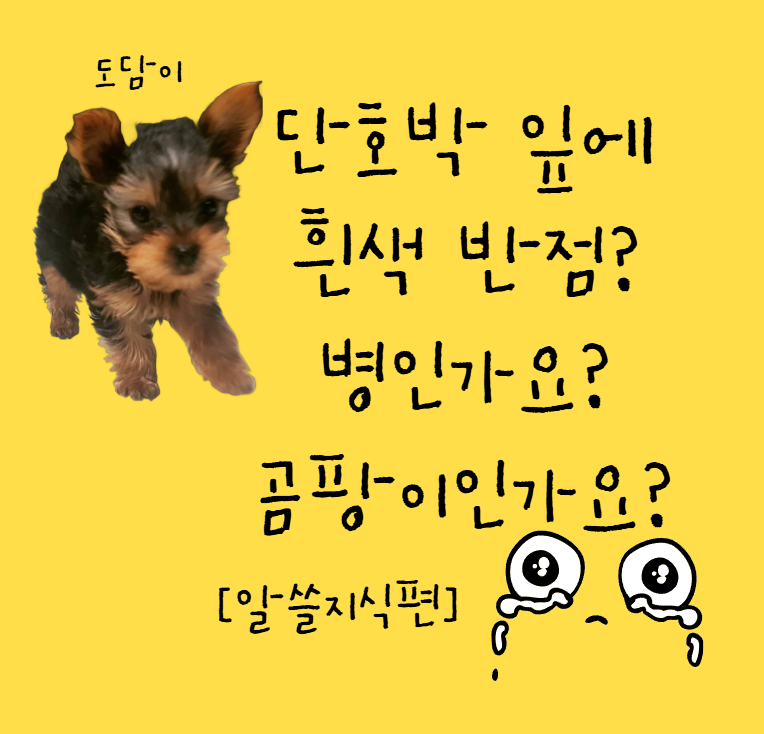 단호박 잎에 흰색 반점? 병인가요? 곰팡이인가요?