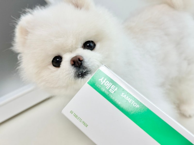 강아지 고양이 간 보조제 사메탑 후기