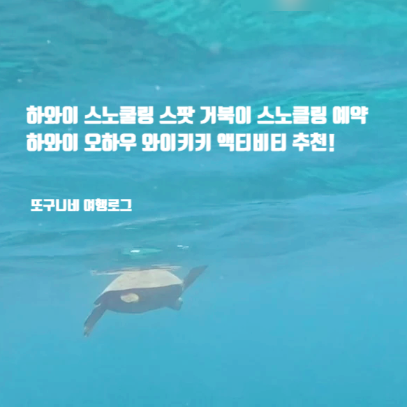  하와이 스노쿨링 스팟 거북이 스노클링 예약, 하와이 오하우 와이키키 여행 액티비티 추천!