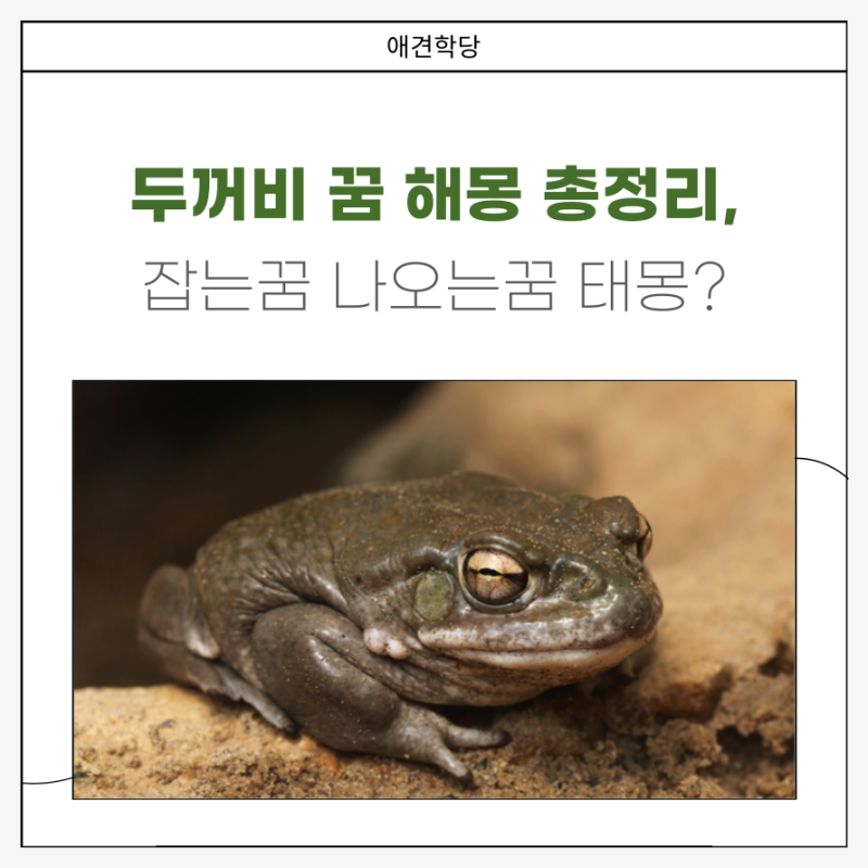 두꺼비 꿈 해몽 총정리! 나오는 꿈 잡는 꿈부터 황금 두꺼비 로또