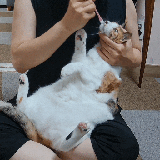  고양이 일상 : 사람처럼 양치받는 고양이, 실존함. 얌전하게 치카치카하는 섬섬이^^
