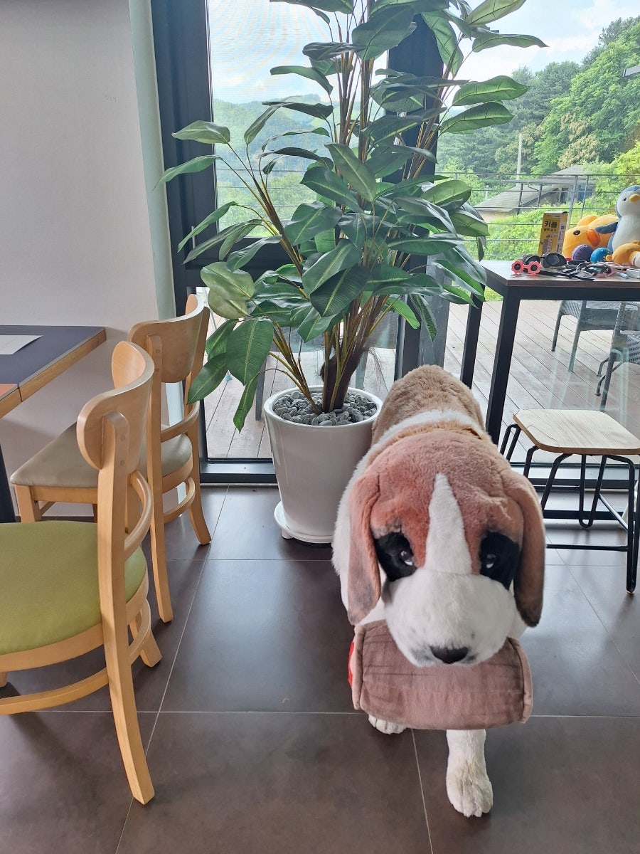 보보 사진 6