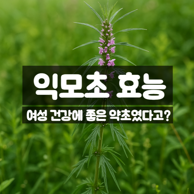  익모초 효능 부작용 먹는법 – 여성 건강을 위한 자연의 선물