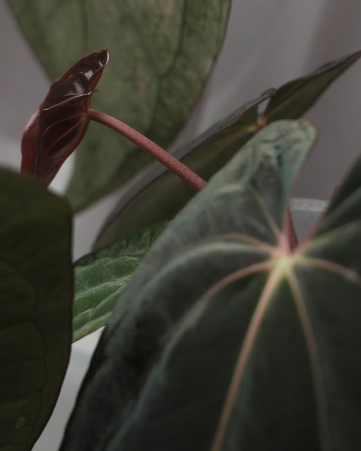  안스리움 카타필(Cataphyll)이란? 유묘에서 성체로 바뀌는 신호
