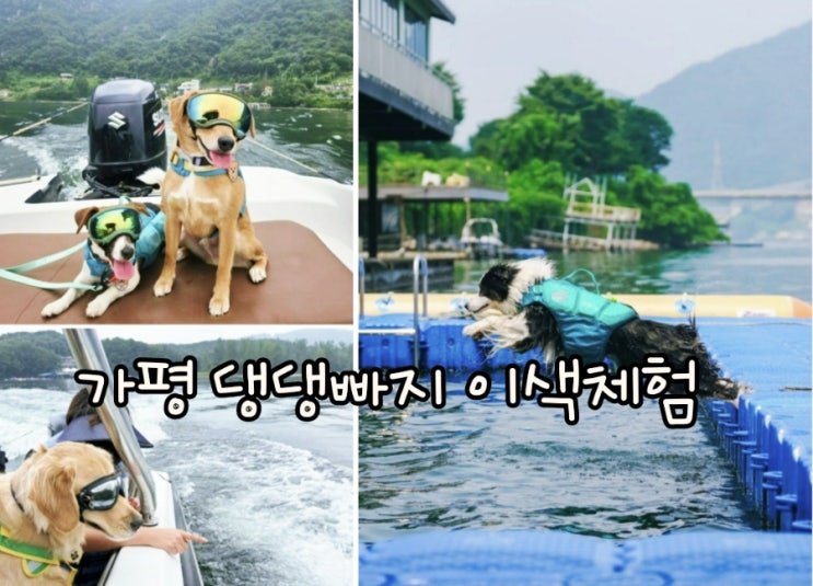  강아지와 빠지 체험? 가평 댕댕이 수상레저 A to Z