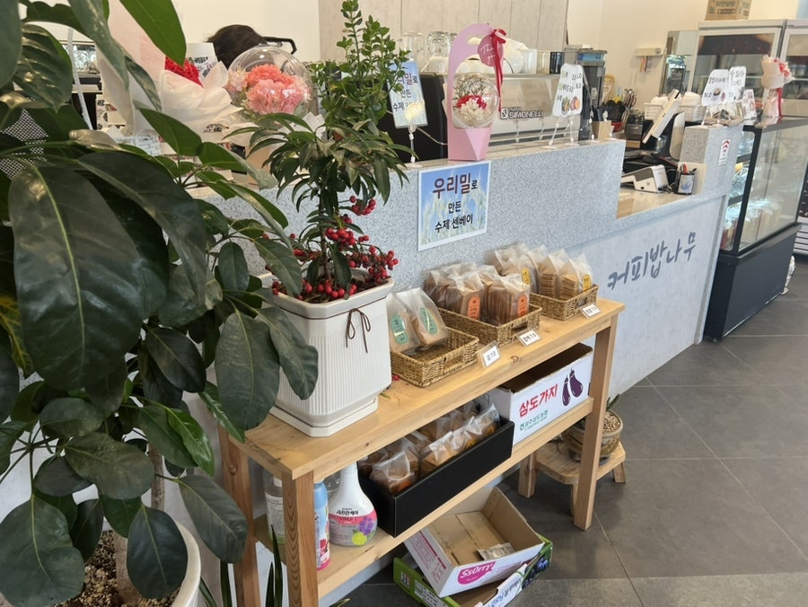 커피밥나무 사진 5
