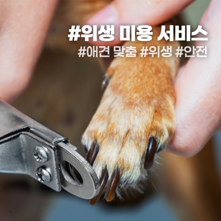  강아지의 출장 목욕, 미용 그리고 산책 서비스 안내!