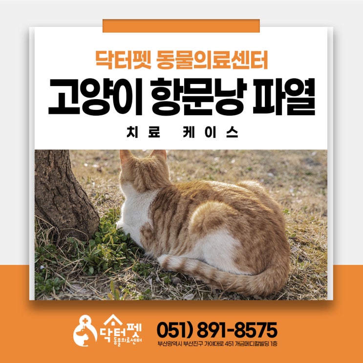  10살 고양이 항문낭염 항문낭 파열 치료부터 회복까지 부산 고양이친화병원 동물병원