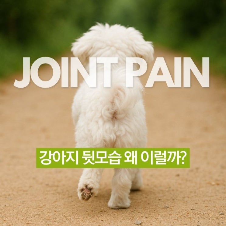  강아지 슬개골탈구 '이런' 뒷모습 보인다면? 수술 전 꼭 보세요