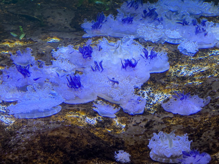  [토론토] Ripley's Aquarium of Canada 리플리 수족관
