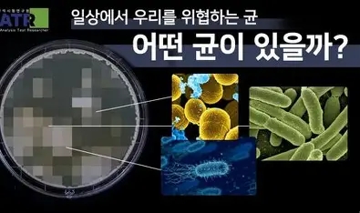 혼합성 혐기성 감염