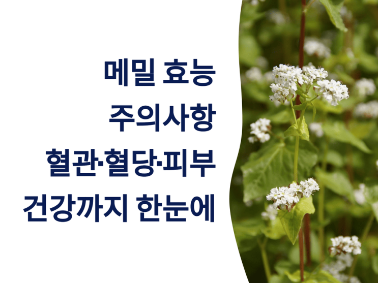  메밀 효능, 주의 사항 총정리: 혈관·혈당·피부 건강까지 한눈에