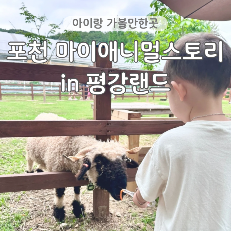  포천 아이랑 가볼만한곳 마이애니멀스토리 in 평강랜드 동물 먹이주기 체험