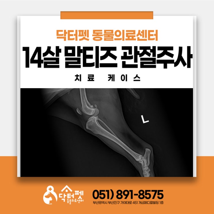  산책 후 뒷다리를 저는 14살 말티즈 부산 노령견 정형외과 동물병원 관절주사