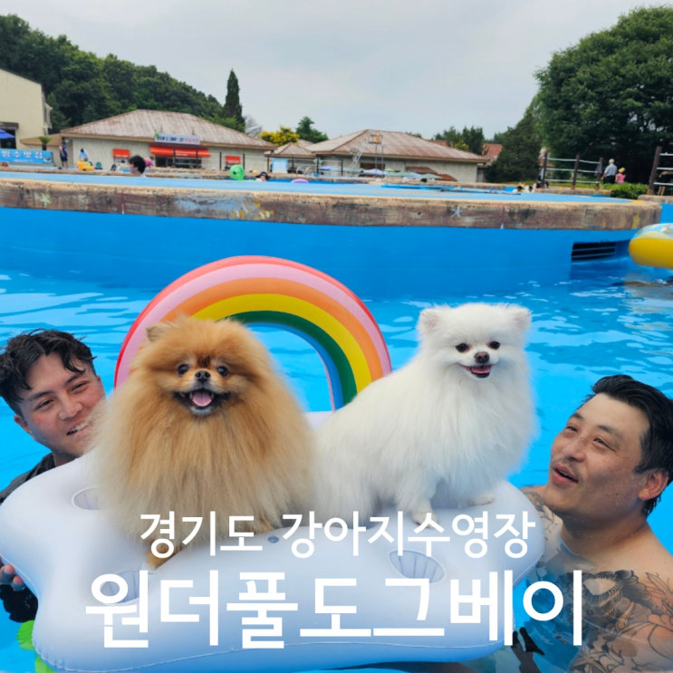  경기도 안성 물놀이 하기 좋은 강아지수영장 원더풀도그베이