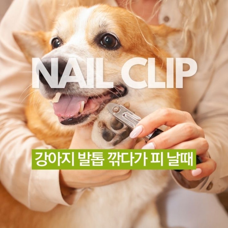  강아지 발톱 깎다가 피 날때? 놀라지 말고 이렇게 지혈하세요