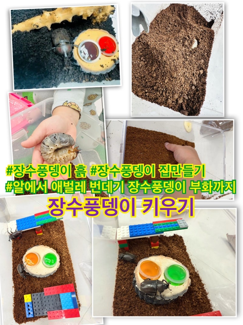 아이와 장수풍뎅이 키우기 알에서 애벌레 번데기 장수풍뎅이 부화까지의 과정
