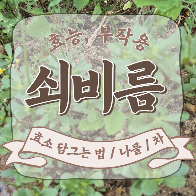  쇠비름 효능 : 효소 나물 차 먹는법