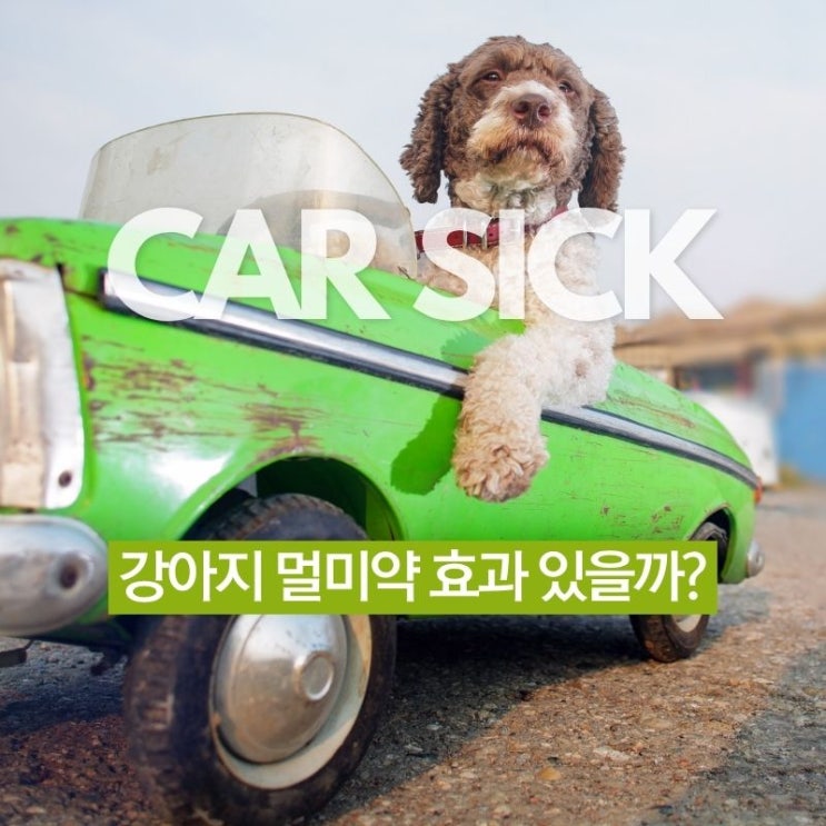  강아지 멀미약 정말 효과 있을까? 가격과 증상 ft. 현실 조언