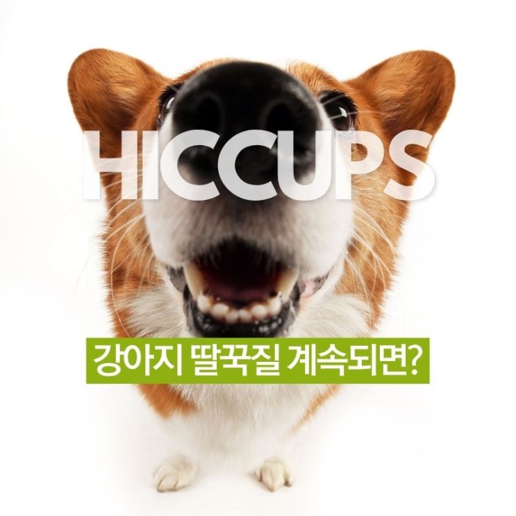  새끼 강아지 딸꾹질 계속되면? 정상 vs 병원 가야 하는 상황 구분법