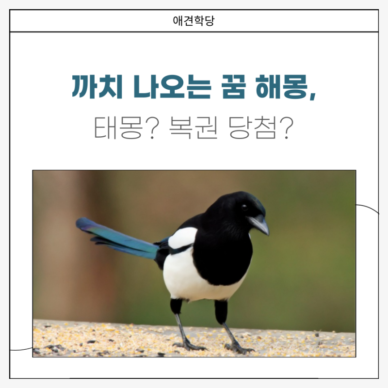 까치 나오는 꿈 해몽, 기쁜 소식이 올까? 복권 당첨 확률은?