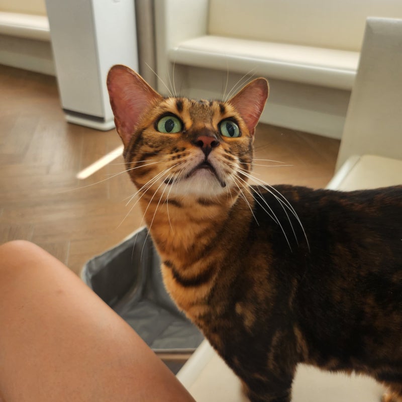 목동동물병원 로운동물의료센터 고양이 귀지, 고양이 비듬 진료 후기