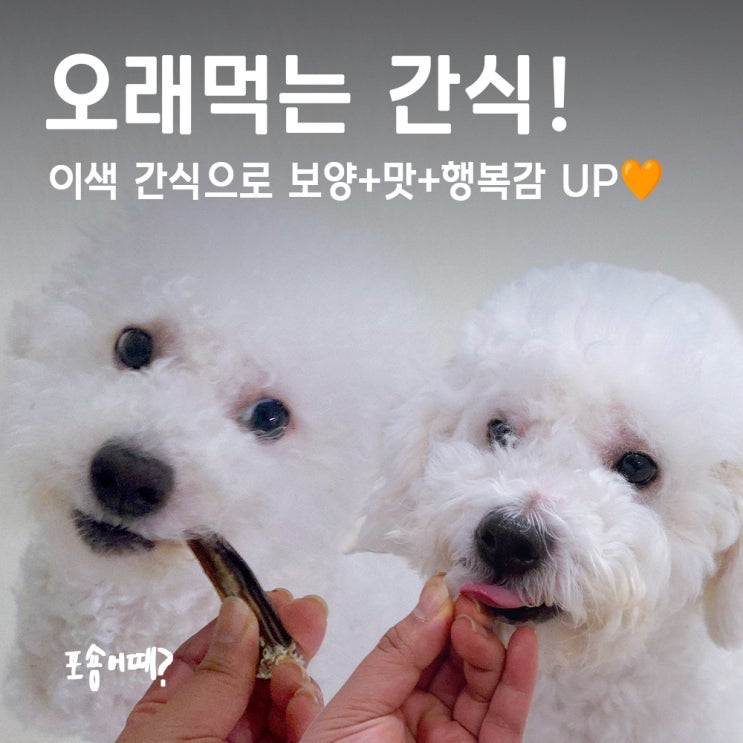  비숑 오래먹는 간식 찾는다면? 저알러지+다이어트 한번에! (견어물상회 수산물간식)