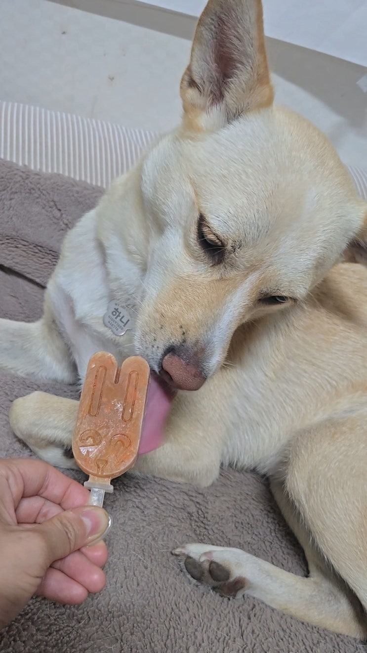  강아지 아이스크림 만들기, 초간단 2가지 레시피!