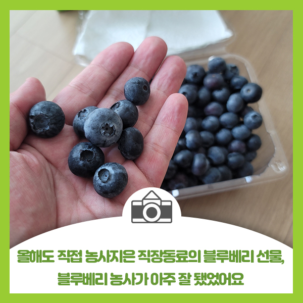  올해도 직접 농사지은 직장동료의 블루베리 선물, 블루베리 농사가 아주 잘 됐어요